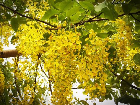 Free Download Hd Wallpaper Cassia Shower Golden Tree White Summer Blossom Laburnum