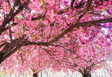Beautiful Sakura Or Cherry Trees With Pink Flowers In Spring Against