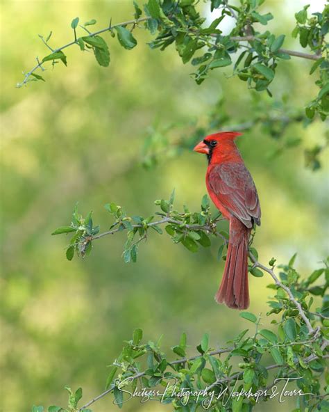 Male Northern Cardinal Perched In Tree Shetzers Photography