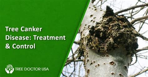 Tree Canker Disease Treatment And Control