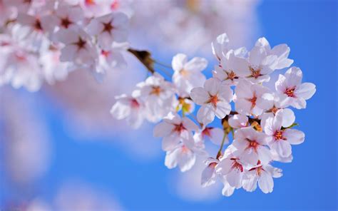 Nature Sunny Spring Flower Tree Blossom Wallpapers Hd Desktop