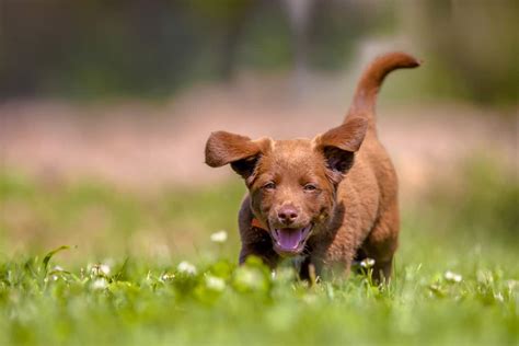 How to say hay in malay. Can Dogs Get Hay Fever? - Petz