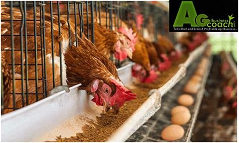 How To Produce Your Own Chicken Feeds The Best Formula