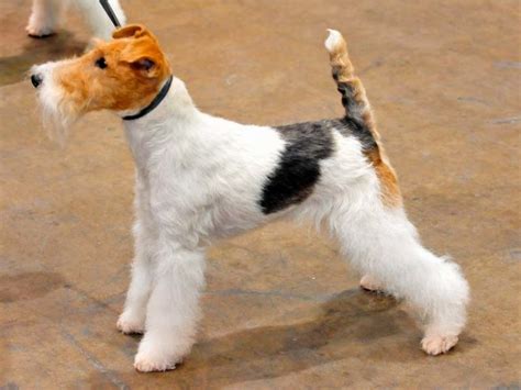 Pasos Para Corte De Pelo De Un Fox Terrier Pet Grooming Club