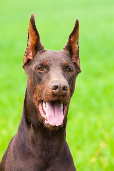 Brown Doberman Puppy Stock Image Image Of Puppy Outside 10477633