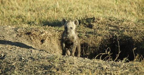 Notes From Kenya Msu Hyena Research Mvps Of The Month