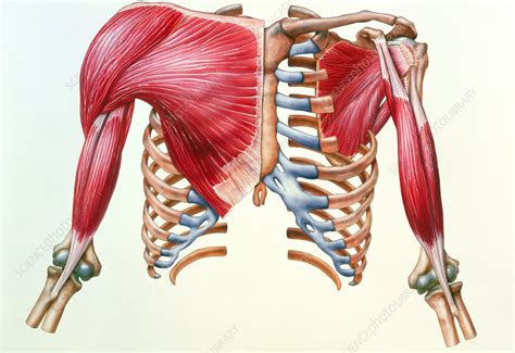 Artwork Of Skeleton And Muscles Of Chest And Upper Arm Stock Image P150