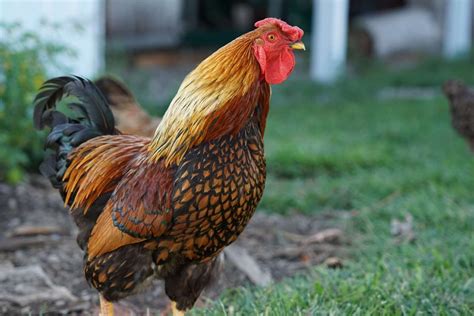 Rainbow Chicken Breeds A Guide For Colorful Eggs