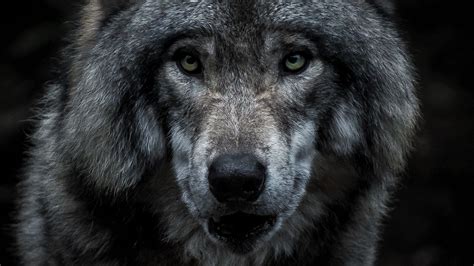 Download Wallpaper 2048x1152 Wolf Predator Gray Face Ultrawide