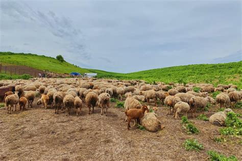 ‘agriculture Has To Go On United Nations In Azerbaijan