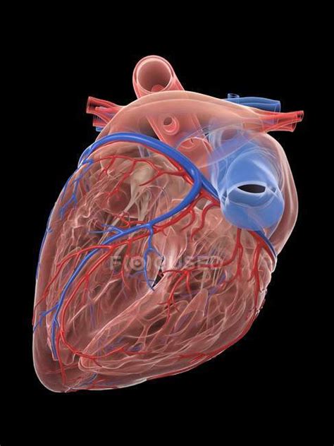 Corazón Humano Realista Y Vasos Sanguíneos Sobre Fondo Negro