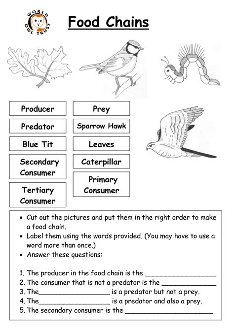 12 Worksheets Food Chain Web Pyramid