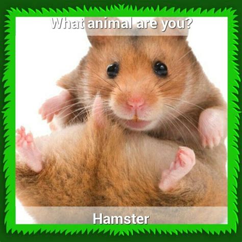 What Animal Are You Funny Hamsters Cute Hamsters