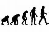 Theory Of Evolution Monkeys Pictures