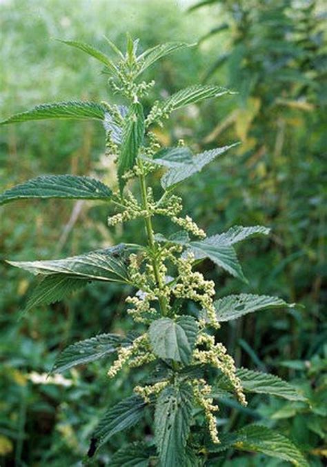 7 Harmful Plants In Upstate Ny How To Identify Poison Ivy Sumac