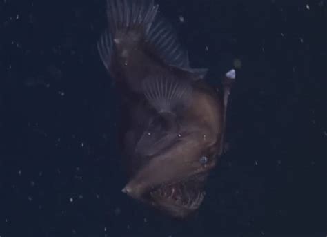 First Video Of Black Seadevil Anglerfish Uinterview