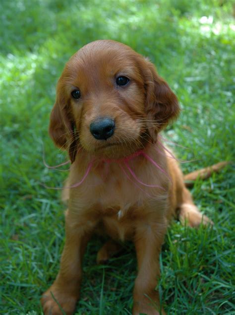 The irish setter is a perfect example for low drooling tendency. Everything Top Dog: Irish Setter Puppies