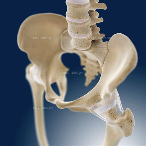 Hip Anatomy Artwork 01809029130 の写真素材・イラスト素材｜アマナイメージズ