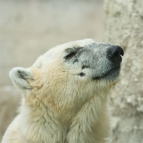 Polar Bear Portrait Free Photo Download Freeimages