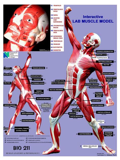 Pin By Aline Calaca Bristol On Aandp Human Anatomy And Physiology