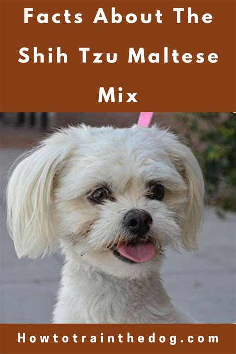 All About The Maltese Shih Tzu Mix Malshi Facts
