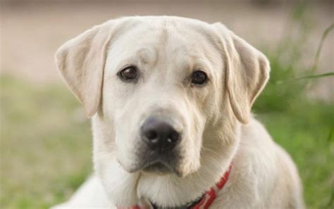 Fawn Labrador Dog Breed Information Pettime