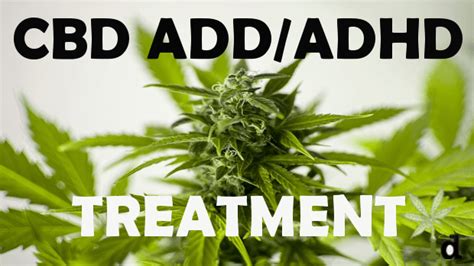 Cbd Oil For Adhd Add Dosage Studies And Patient Success Stories