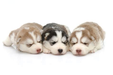 Find very good jokes, memes and quotes on our site. Cute Puppies Siberian Husky Sleeping On White Background Stock Photo - Image of beautiful ...
