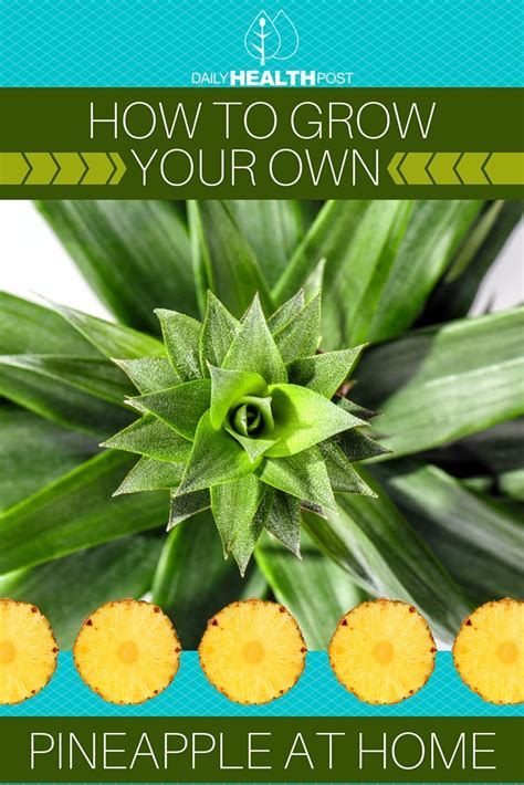 How To Grow Your Own Pineapple At Home