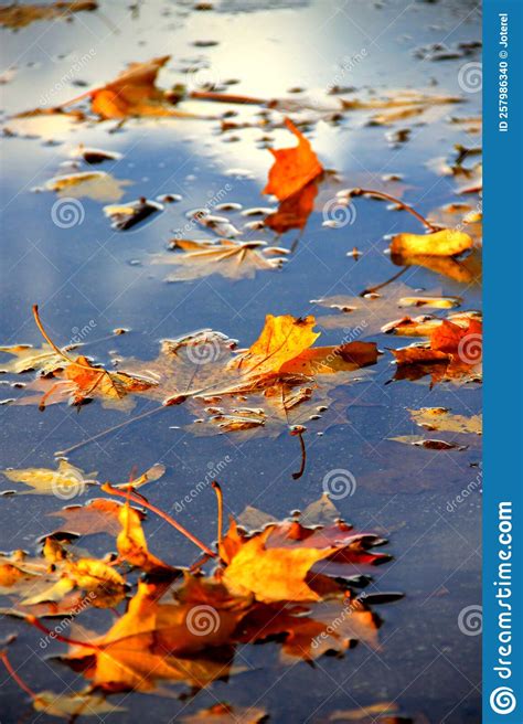 Autumn Puddle With Colorful Leaves Editorial Image Image Of Yellow