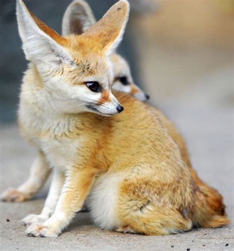 136 Best Images About Fennec Fox On Pinterest San Diego Zoo Zoos And