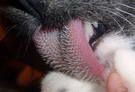 20 Creepy Photos Of Cat Tongues