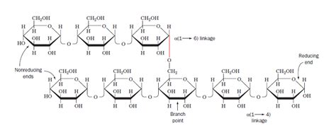 Biochemistry Why Cant Amylase Digest Glycogen Chemistry Stack