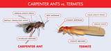 Termite Barrier Vs Bait