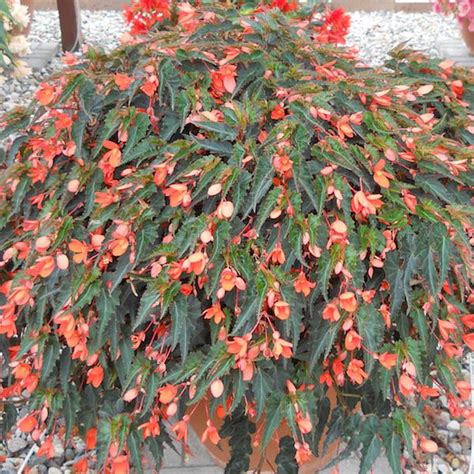 Begonia ‘california Sunlight Greenhouse Product News