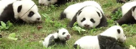 36 Panda Cubs Make Debut In China Marking Historic Boom Of Baby Bears