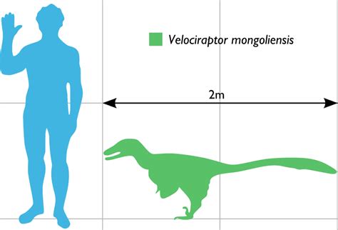 Velociraptor Les Dinosaures En Bd Dino Park