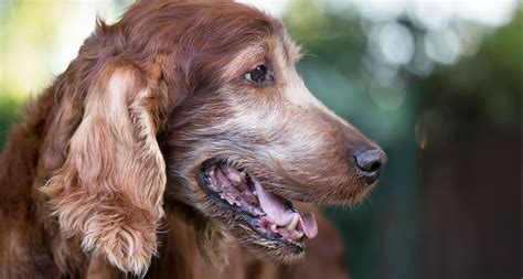 Senior Dogs For Adoption Why Adopting An Older Dog Is The