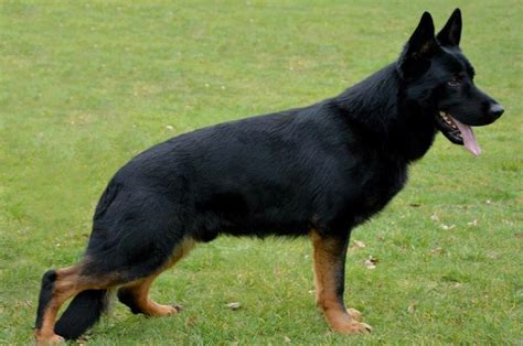 If you do not have experience working with dogs, enroll in obedience. Black Kraken K9-Black Kraken German Shepherd Types