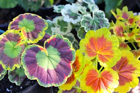 6 Different Types Of Geranium Plants For Container Garden With Pictures