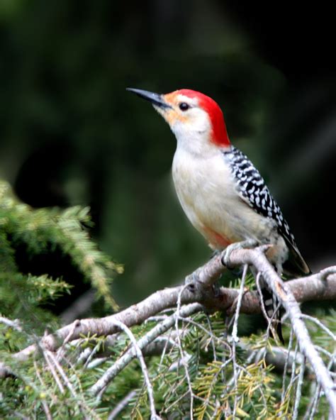 Male Red Bellied Woodpecker Bird Photo Photo Bird