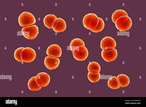 Streptococcus Pneumoniae Bacteria Illustration Stock Photo Alamy