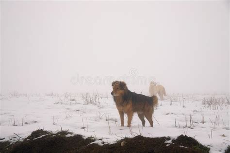 Two Dogs On A Snowy Field Stock Image Image Of View 244340989