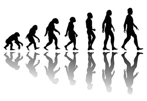Human Evolution Illustrations Royalty Free Vector Graphics And Clip Art