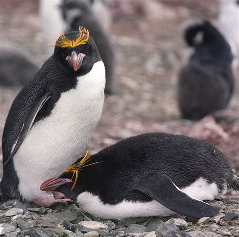 Macaroni Penguin Facts Habitat Diet Pictures Videos
