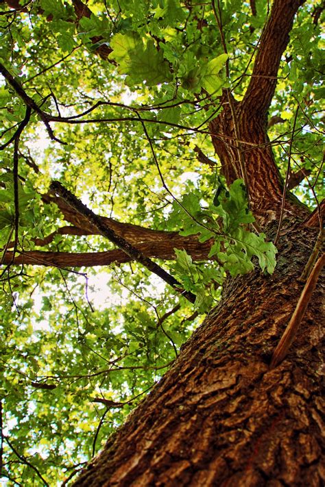 Free Images Nature Branch Sunlight Leaf Flower Trunk Bark