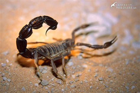 Scorpion is an american dramatic television series, inspired by the true story of walter o'brien (aka scorpion), a genius who recruits other geniuses to help solve complex problems of the world. Fattail Scorpion Facts: Identification, Biology, Venom