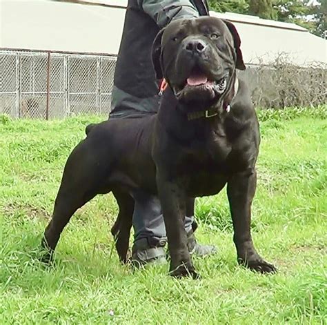 The crosses typically exhibit an inherent instinct to protect their people, making excellent guard dogs. My mastiff of choice boerboel | Bully breeds dogs, Mastiff ...