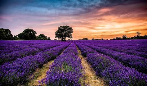 Take A Trip To One Of These Stunning English Lavender Fields Now Open