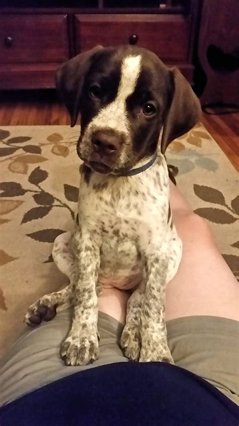 German Short Haired Pointer Beagle Mix